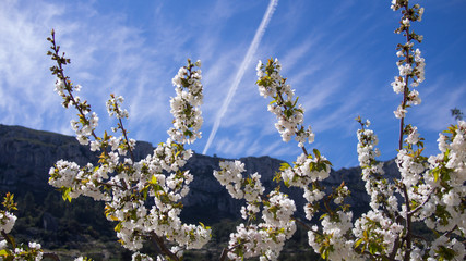 Cherry blossoms with nice background color for adv or others purpose use