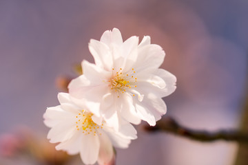 Fototapeta na wymiar Springtime Blossom