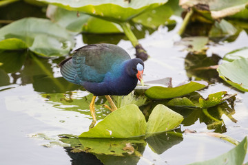 American purple gallinule