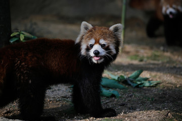 レッサーパンダ(Red Pand)