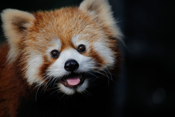 レッサーパンダ(Red Pand)