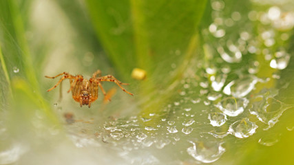Araignée insecte à l'affut dans sa toile labyrinthe