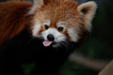 レッサーパンダ(Red Pand)