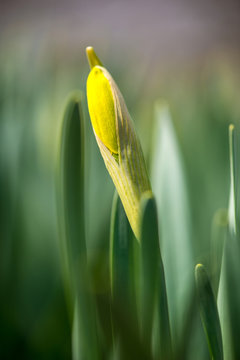 Sprouted spring flowers daffodils in early spring garden - vertical orientation