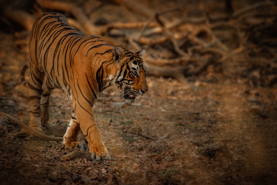 Tiger in a beautiful golden light in Ranthambhore National Park in India/animals in the nature habitat/indian wildlife and treasure/wild and nature