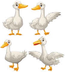 Duck in four different actions
