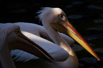 モモイロペリカン(White Pelican)