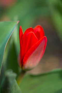 Red tulips in a spring garden - selective focus, copy space