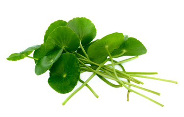 Fresh asiatic isolated on white background