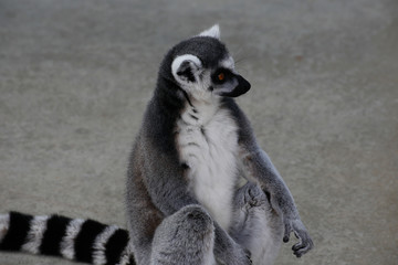 ワオキツネザル(Ring-tailed lemur)