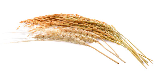 Barley ear and rice grain  isolated on white background