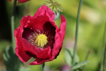 Red poppy blooming in Hyde Park London, United Kingdom