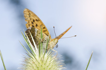 Orange Butterfly Closeup On Light Background
