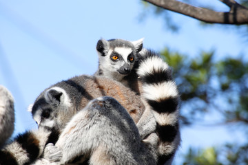 ワオキツネザル(Ring-tailed lemur)