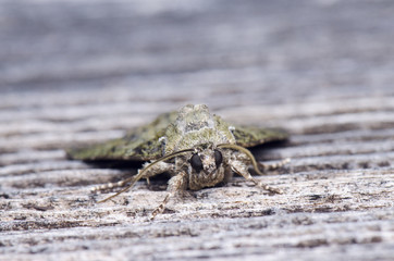 Camouflage Moth Close up Shot 