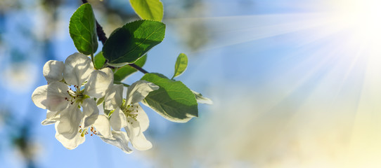 Apple blossom in sunlight