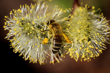 Biene bestäubt Weidenkätzchen, Natur, Insekten 