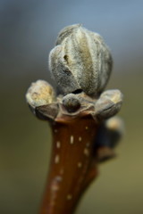 Spring. Bud. Walnut, juglans. Twig.
