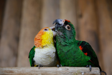 シロハラインコ(White-bellied parrot)