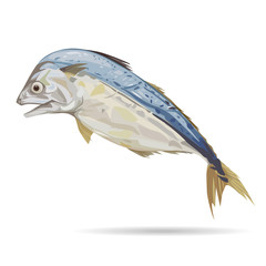 Mackerel fish with digital painting.