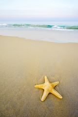 Starfish on the beach on a sunny day