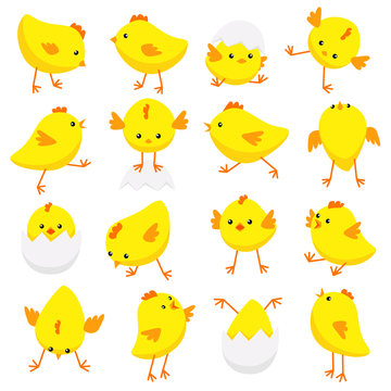 Eastern chicks in various poses isolated on white background
