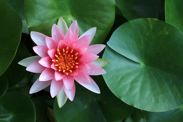 Pink lotus flower in tropical garden