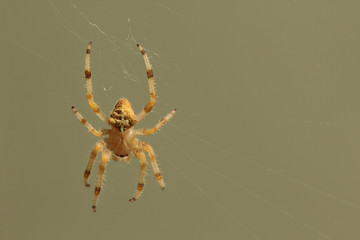Araignée tissant sa toile, Épeire Diadème