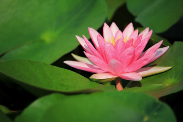 Pink lotus flower in tropical garden