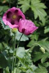 Flowering poppies 
