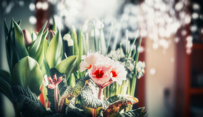 Fototapeta premium Pretty flowers at bokeh background, close up