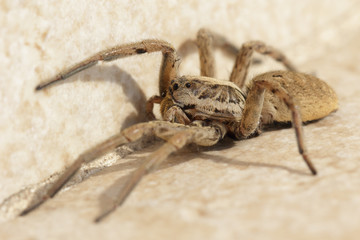Grosse araignée venimeuse, Tarentule du Sud de la France.