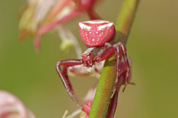 Araignée crabe rose sur tige de plante, Thomise enflée.