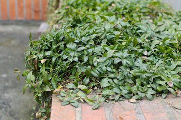 Fototapeta na wymiar lesser periwinkle (Vinca minor) with nice green leaves
