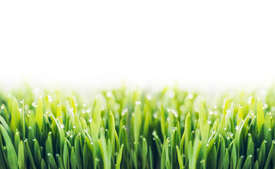 Fototapeta na wymiar Green grass with dew drops on white background, border