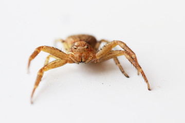 Araignée crabe commune jaune-beige sur la défensive.