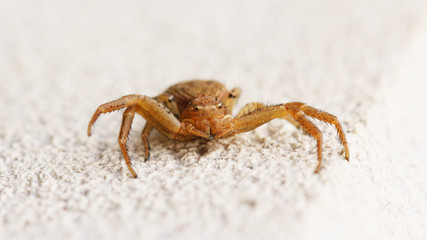 Araignée crabe commune jaune-beige prête à attaquer.