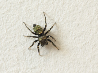 Drôie d'araignée sauteuse noire sur mur de pierre blanche.