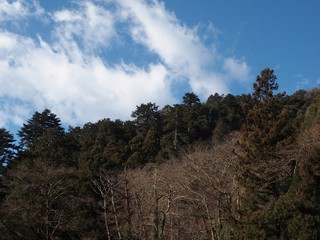 Fototapeta premium 青空と森林