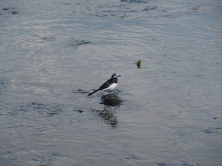 水辺の石にとまっているセキレイ