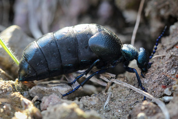 Schwarz Blauer Ölkäfer in der Natur, Tiere, Käfer