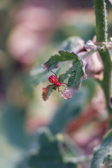Red bug on dry leaf. Long Bodied bug.Scientific name Lohita grandis.