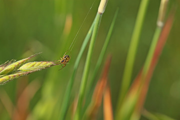 Araignée jaune et noire entrain de tisser sa toile, Mangore Petite-bouteille.