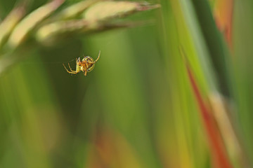 Araignée jaune et noire descendant au bout de son fil, Mangore Petite-bouteille.