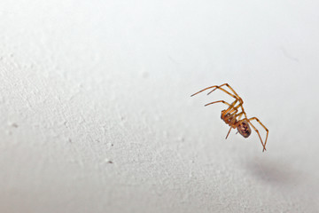 Petite araignée sauteuse sur un mur.