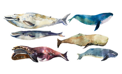Obraz premium Watercolor whales Hand drawn illustration on white.