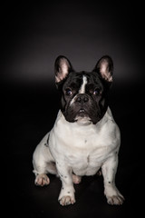 Fototapeta premium Französische Bulldogge