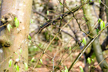 twigs of hazel with fresh green leaves and buds in spring