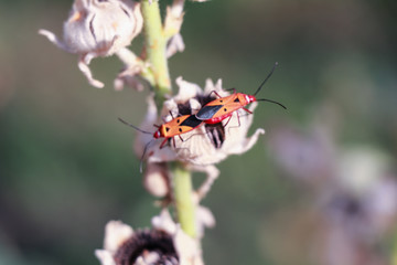 Red bug on dry leaf. Long Bodied bug.Scientific name Lohita grandis.