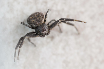 Araignée crabe noire sur mur de pierre blanche.